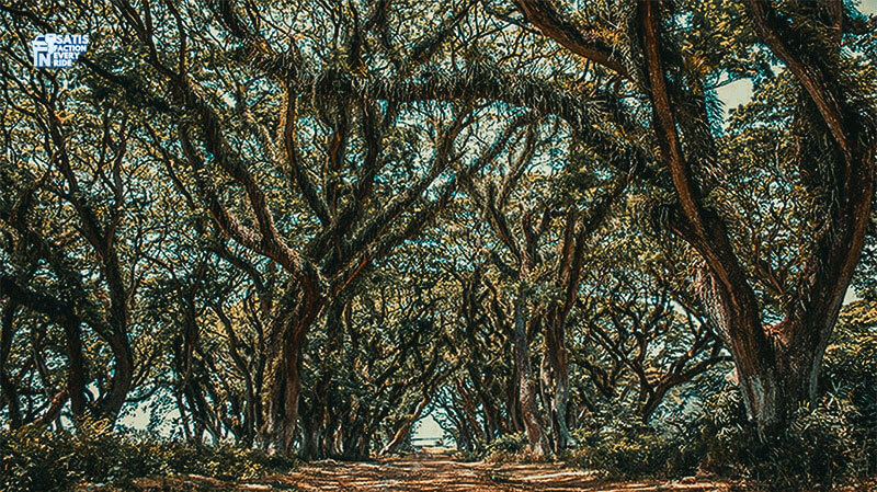 wisata banyuwangi