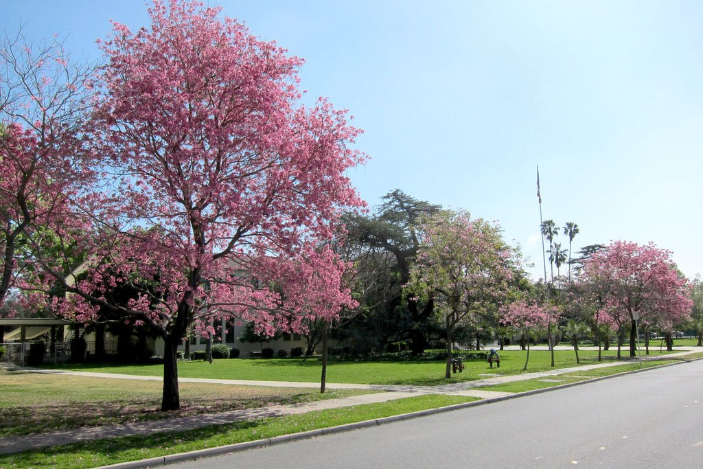 6 Rekomendasi Spot Prewedding Jakarta Tema Taman dan Bunga Estetik 2 bunga sakura khas jepang di taman tabebuya